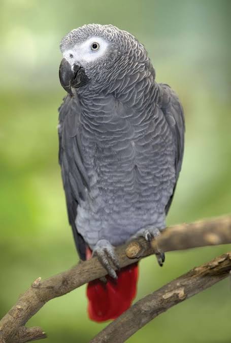 PARROTS