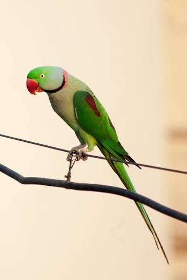Alexandrine Parakeet