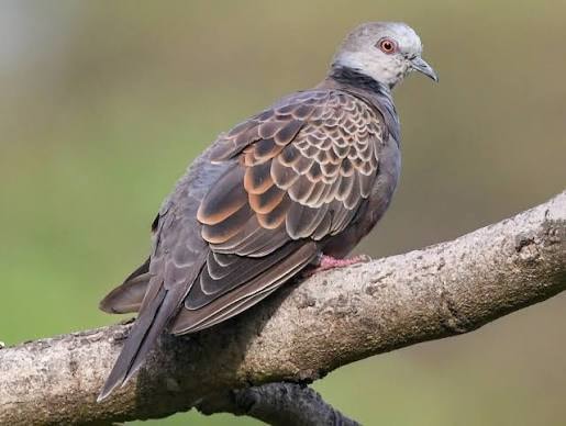 Amadawa Dove