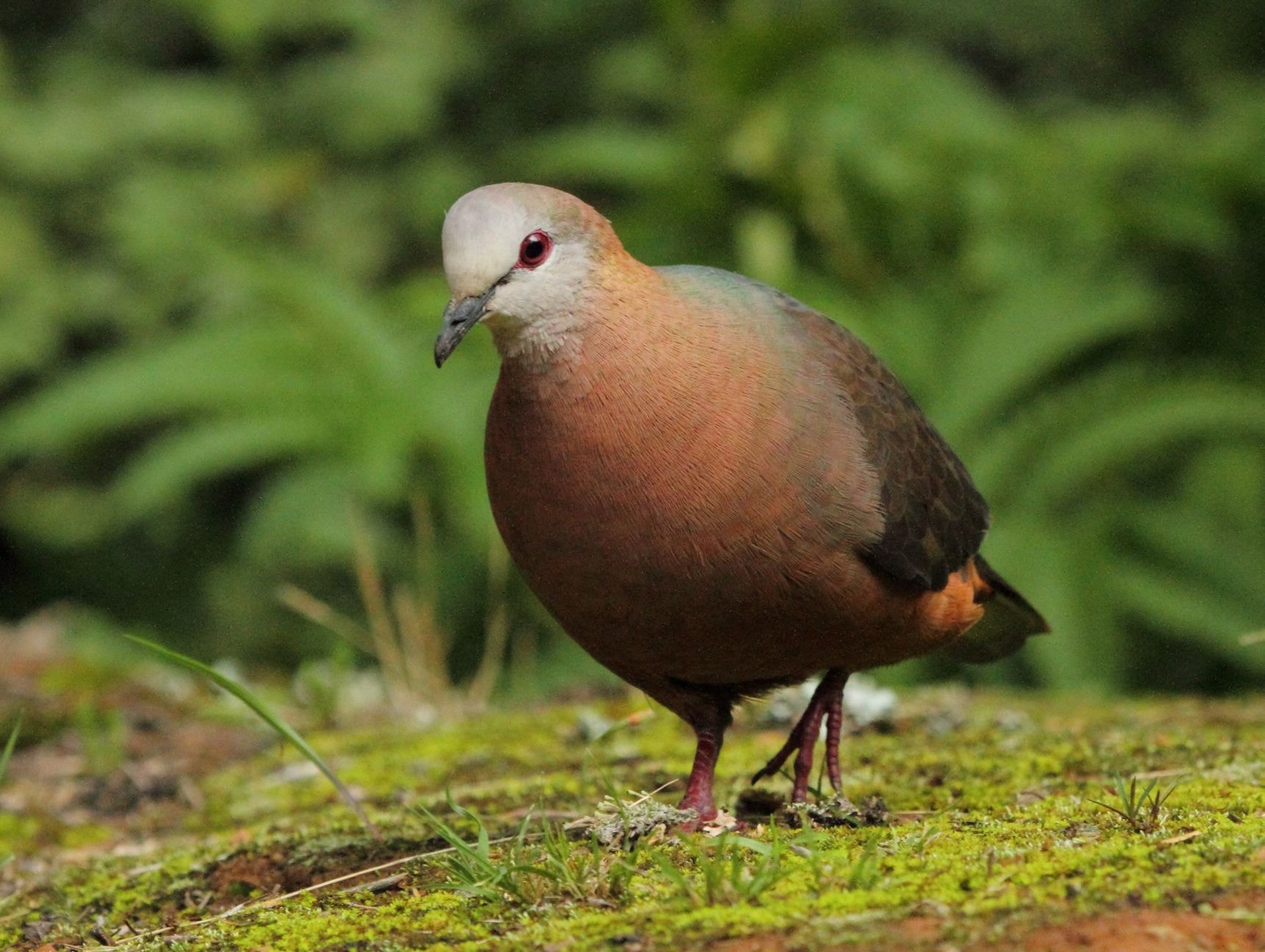 American Cinnamon Dove
