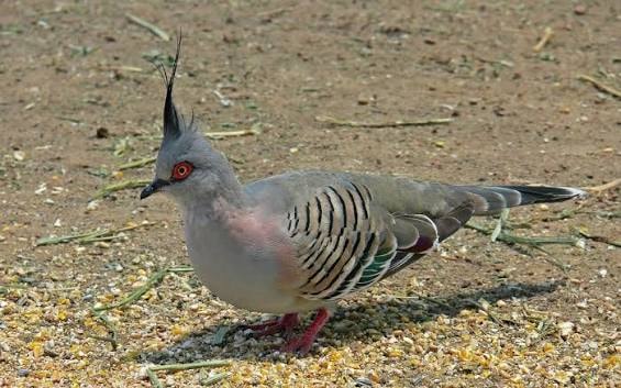 Australian Crested Dove