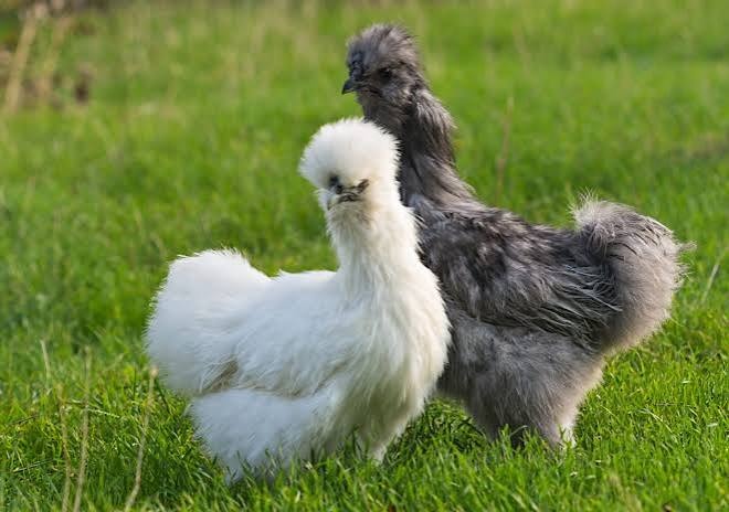 Bantam Chicken