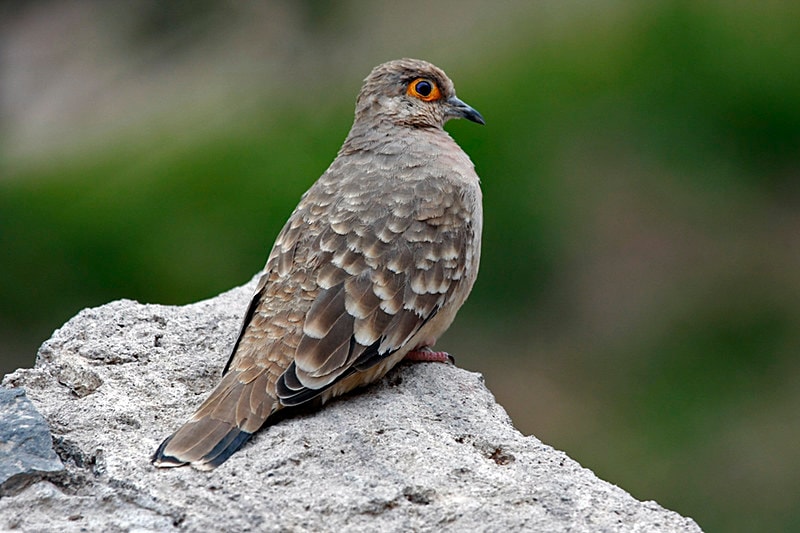 Bare-Eyed / Spectacled Dove