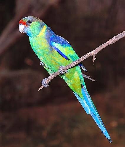 Barnard's Rosella