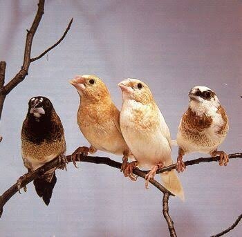 FINCHES