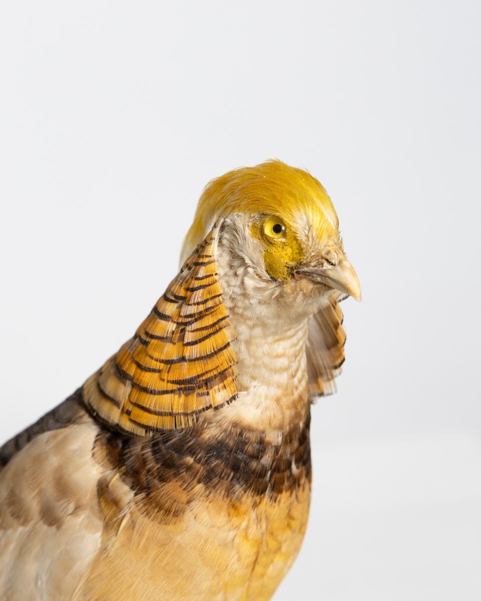 Black Throated Yellow & Gold Pheasant