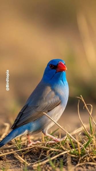 Garden Blue / Blue Cap