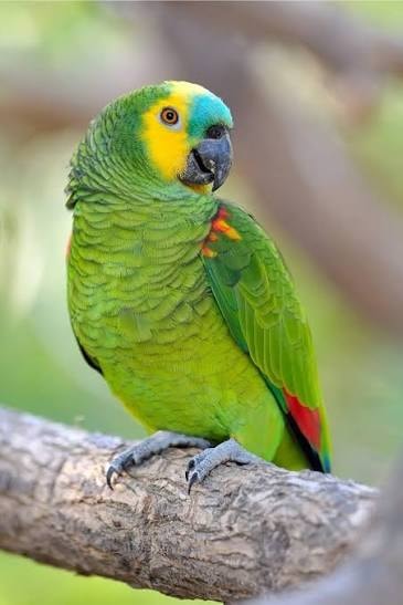 Blue Fronted Amazon