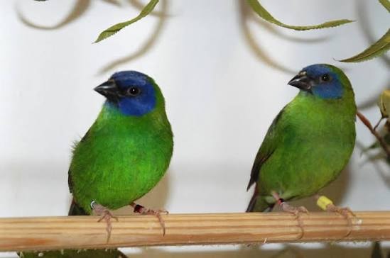 Blue Headed Parrot Finch
