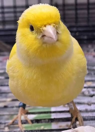 Border Canary
