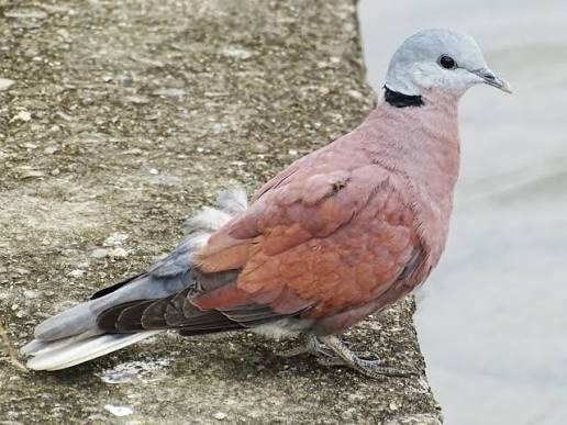 Bronze Neck Dove