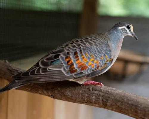 Bronzewing Dove