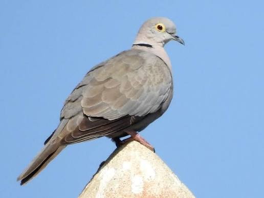 Burmese Dove