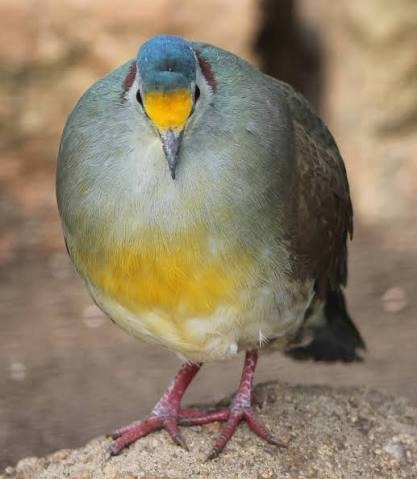 Celebes Ground Dove