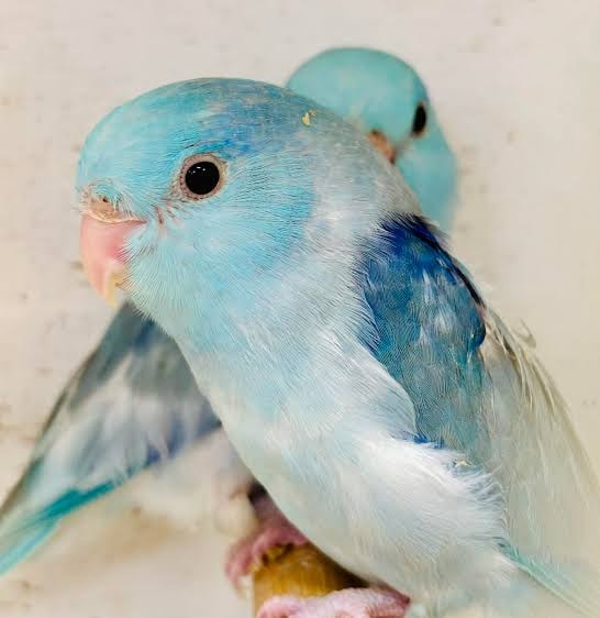 Celestial Parrotlet