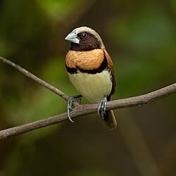 Chestnut Finch