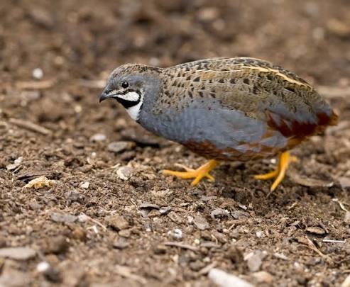 Chinese Quail