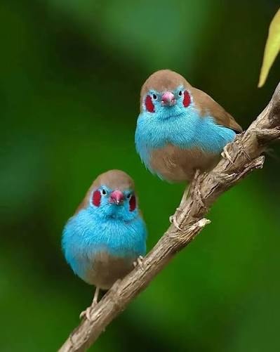 Cordon Bleu Finch