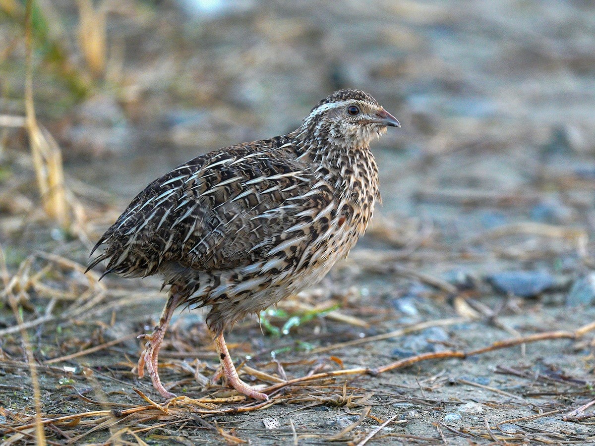 Coturnix Quail
