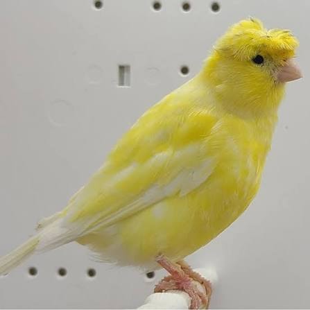 Crested Canary