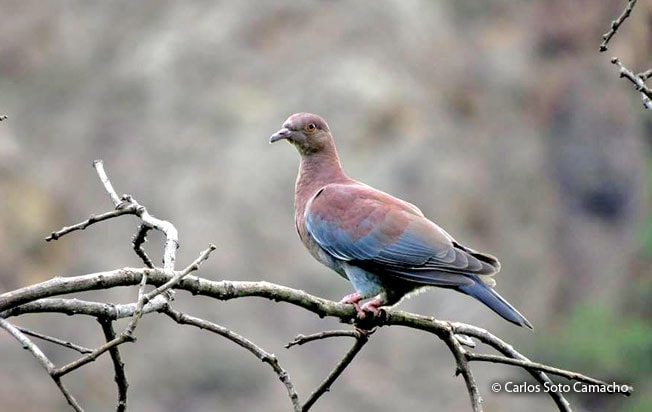 Peruvian Dove