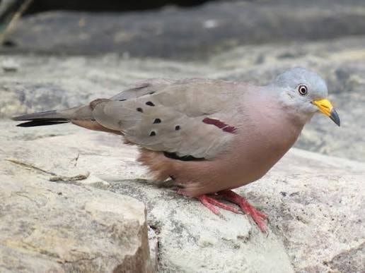 Croaking Ground Dove