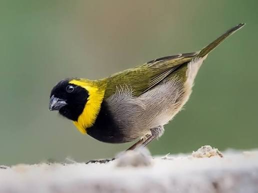 Cuban Finch