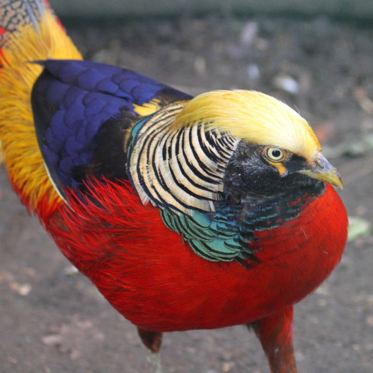 Black Throat Golden Pheasant