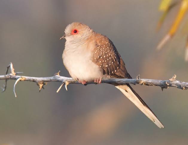 Diamond Dove