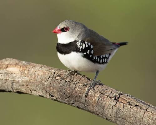 Diamond Firetail / Sparrow
