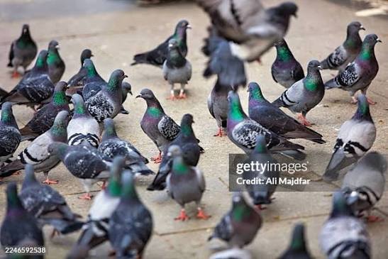 DOVES