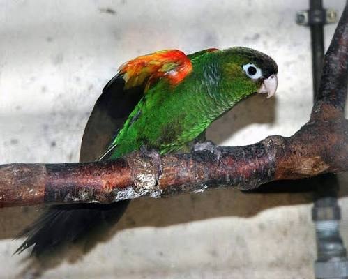 Fiery Shoulder Conure