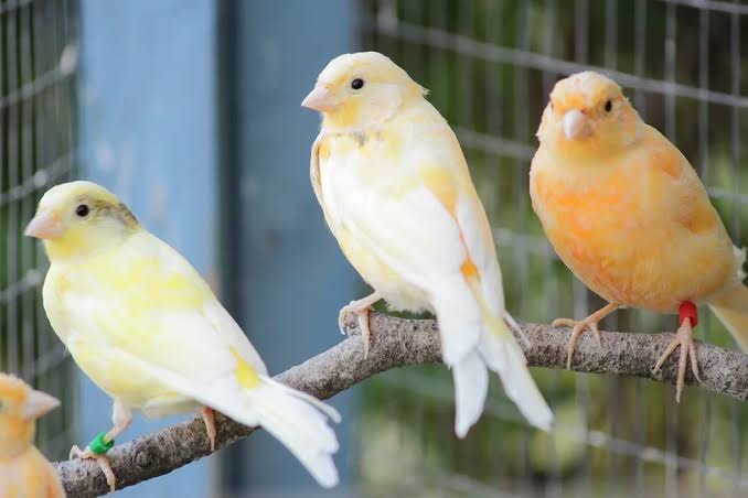 CANARIES