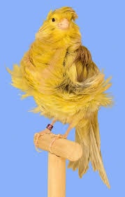 Frills Canary