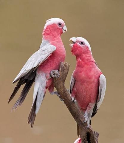 Galah Parrot