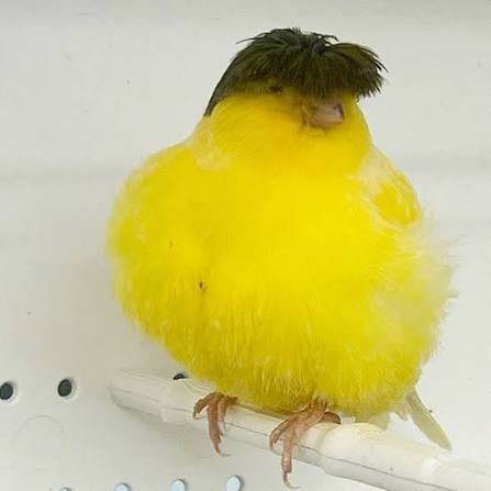 Gloster Canary