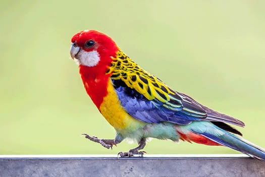 Golden Mantle Rosella