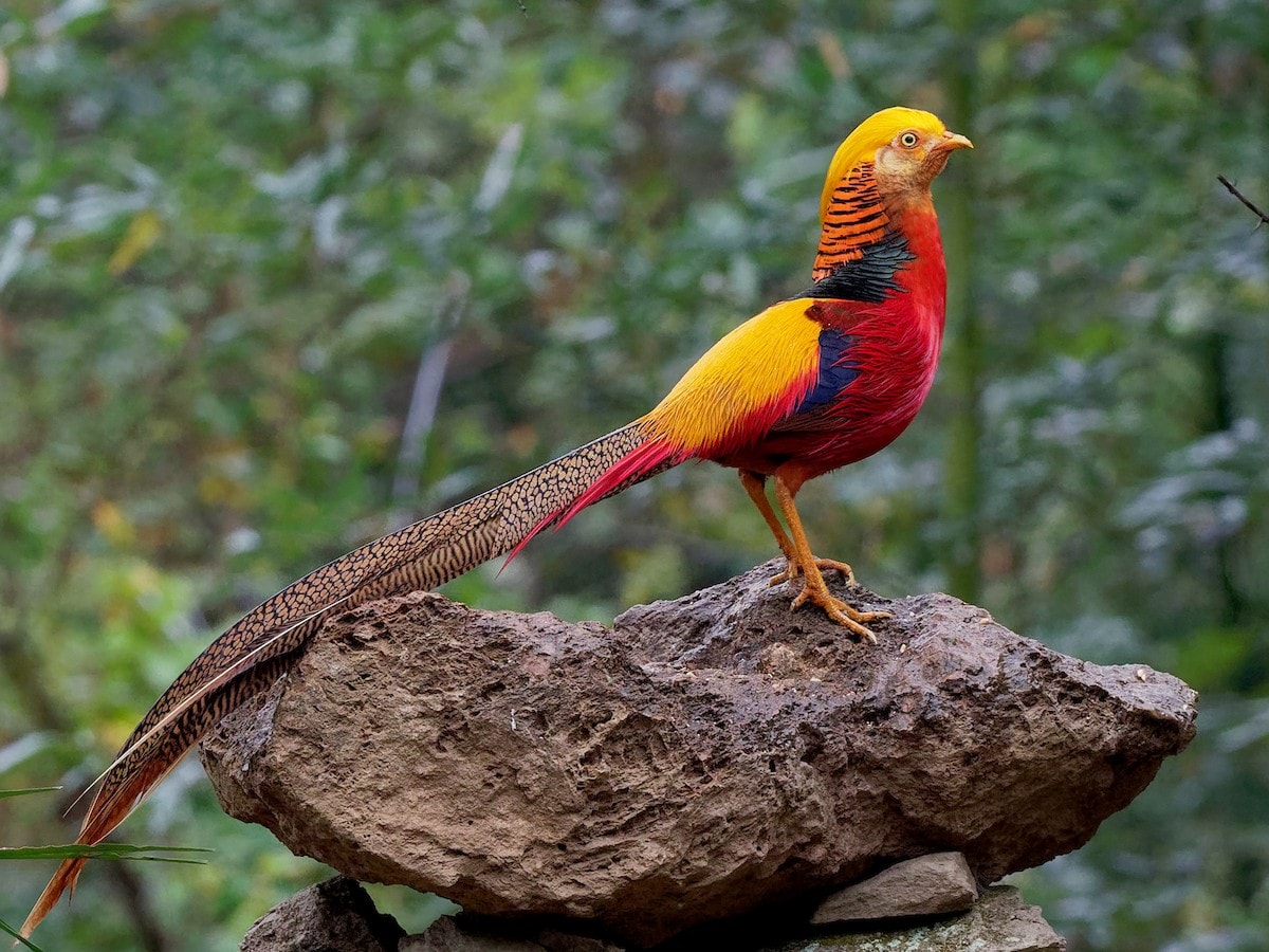 PHEASANTS