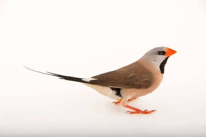 Grass Finch