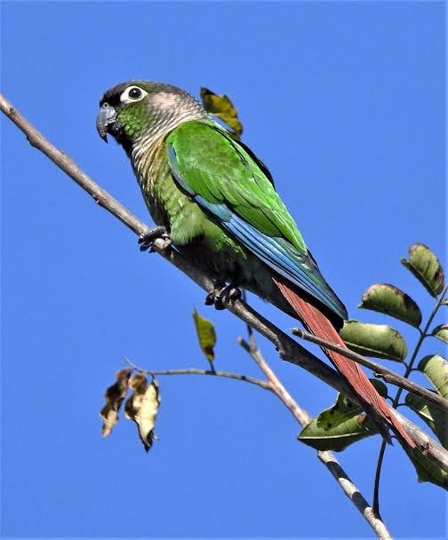 Green Cheek Conure