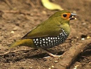 Green Twinspot