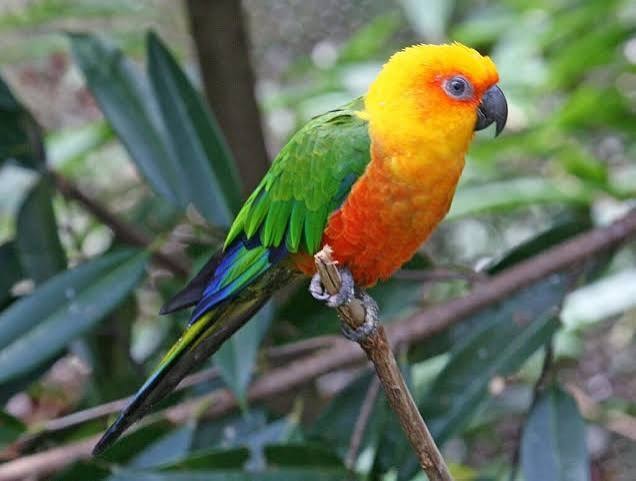 Jendaya Conure