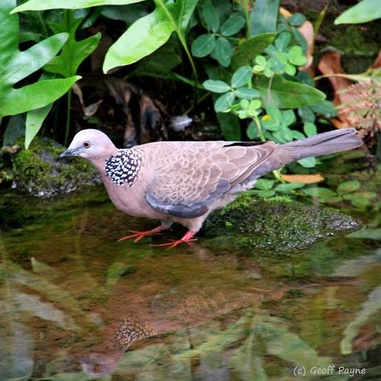 Laceneck Dove