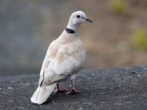 Laughing Dove