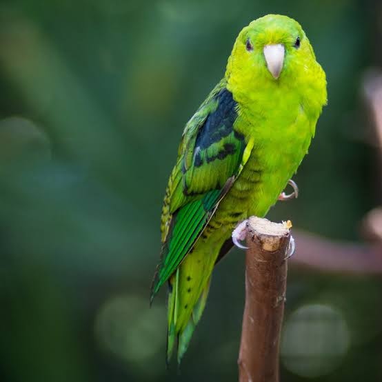 Lineolated Parakeet