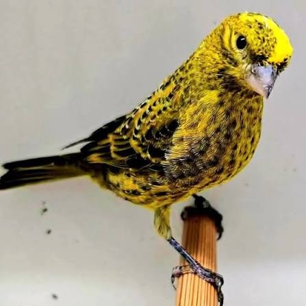 Lizard Canary