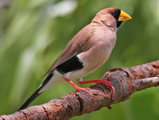 Mask Finch