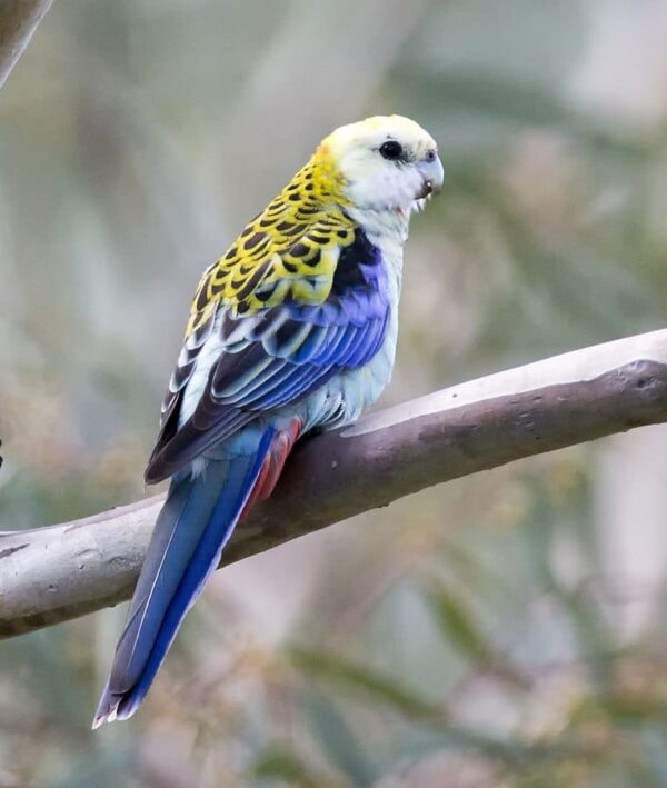 Mealy Rosella