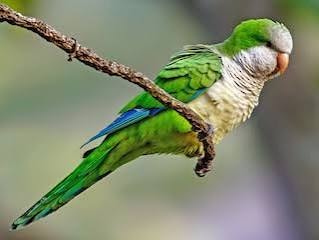 Monk Conure