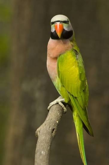 Moustache Parakeet